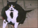 Double-click here to change image