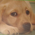 Puppy Picture